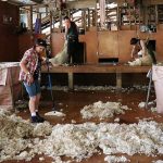 isolation avec la laine de mouton