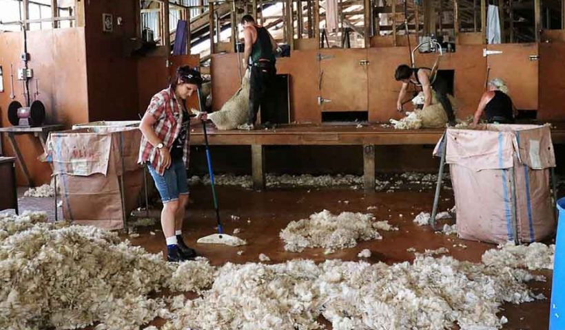 isolation avec la laine de mouton