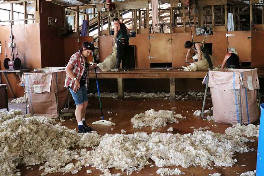 isolation avec la laine de mouton