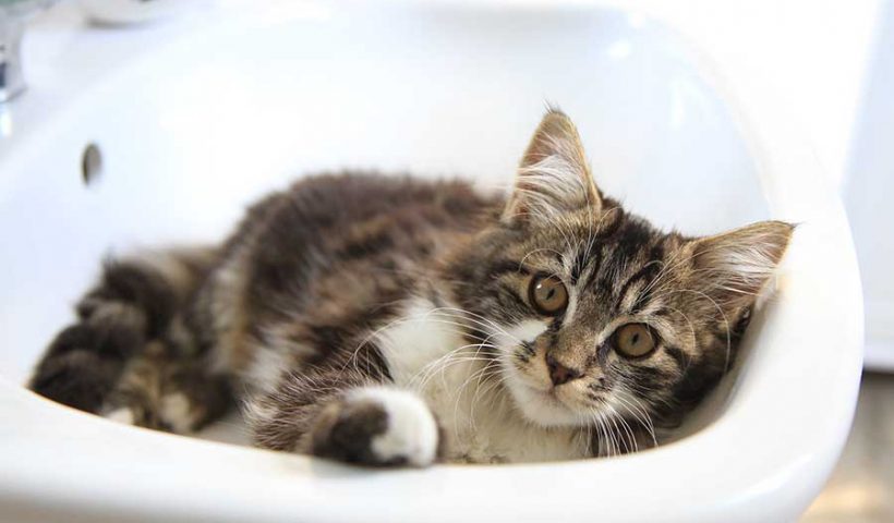 Débouchage d’évier et de Lavabo