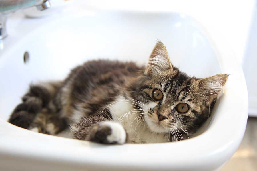 Débouchage d’évier et de Lavabo